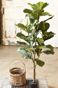 Fetching Fiddleleaf Fig Tree, 4'