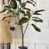 Southern Royalty Magnolia Plant, 36"