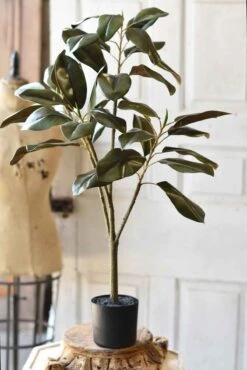 Southern Royalty Magnolia Plant, 36"