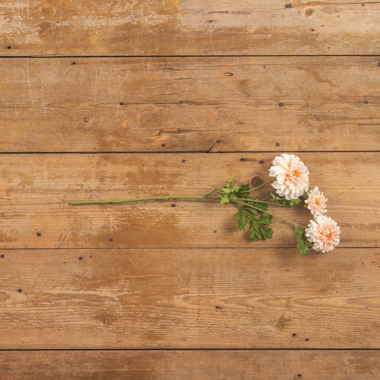 Zinnia Spray, Pale Peach, 24" 2 Zinnia Spray, Pale Peach, 24" - Image 2