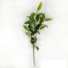 Osmanthus Stem, 29.5" By Porch View Home