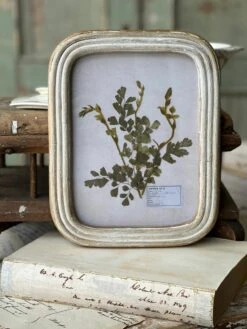 Wakefield Pressed Botanical Framed, 2 Style Options -Home Decor Sale Store QC791082 8a66949e cb96 4494 a670 f0be32720035