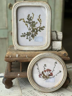 Wakefield Pressed Botanical Framed, 2 Style Options