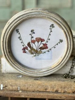 Wakefield Pressed Botanical Framed, 2 Style Options -Home Decor Sale Store QC79110 30a6387f b38a 43f2 9691 f17350510eba
