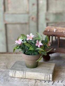 Bashful Blooms Pot, Bliss Pink, 6"