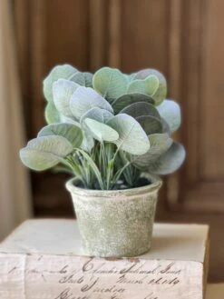 Belmont Pot, Silver Dollar, 8"