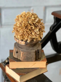 Sungold Half Sphere, 6"