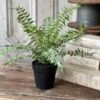Geneva Potted Fern, Shade, 19"