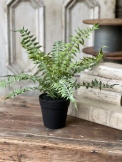 Geneva Potted Fern, Shade, 19"