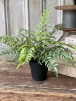 Geneva Potted Fern, Bedford, 19"