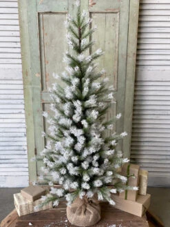 4' Frost Fade Pine Tree (Pick Up Only)