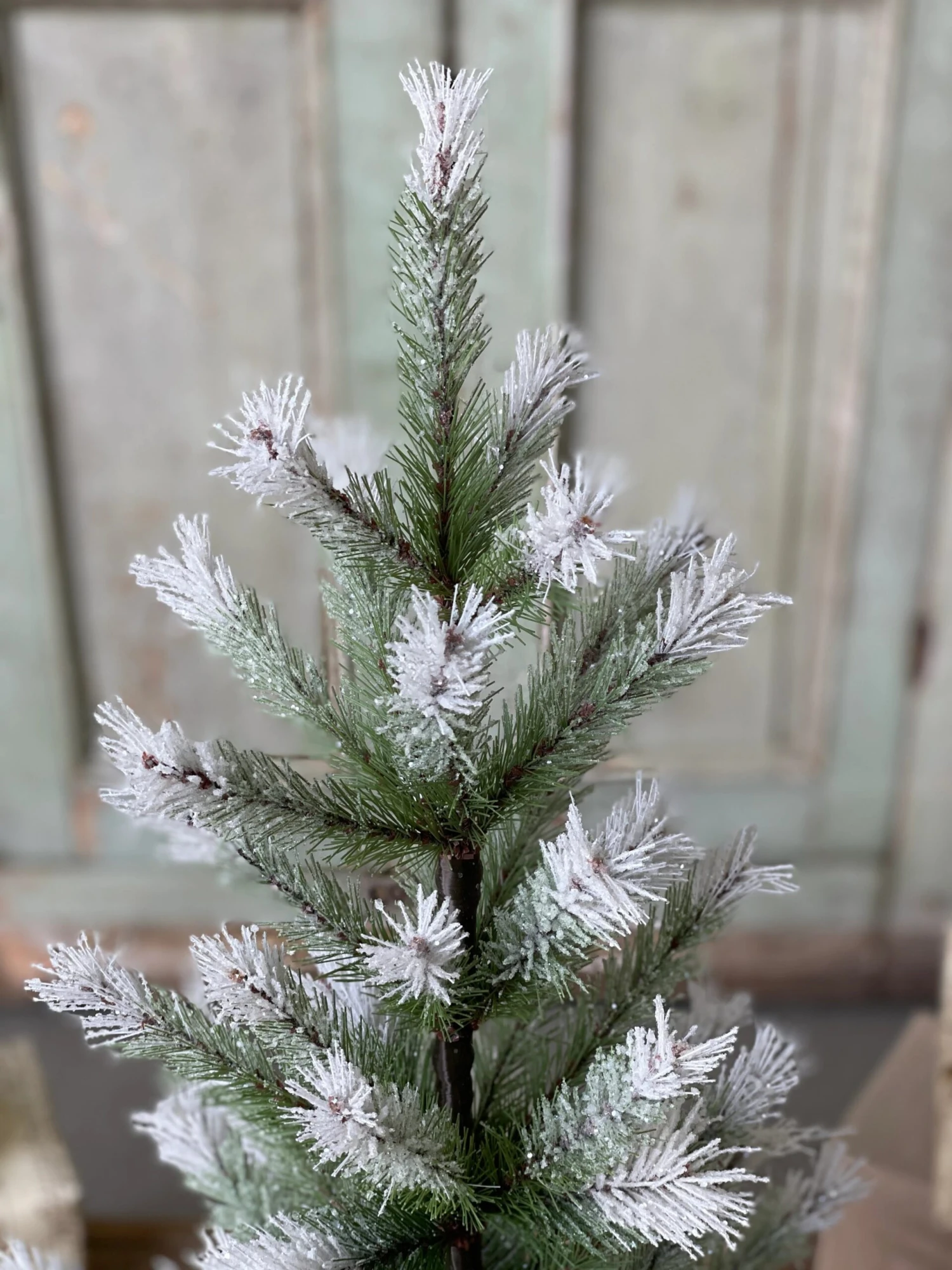 4' Frost Fade Pine Tree (Pick Up Only) 2 4' Frost Fade Pine Tree (Pick Up Only) - Image 2