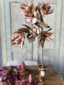 Canna Spray, Tawny, 33"