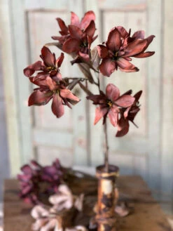 Canna Spray, Rust, 33"