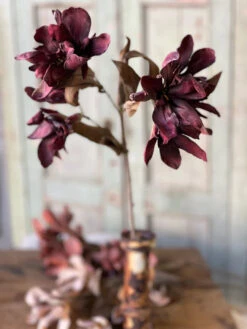 Canna Spray, Deep, 33"