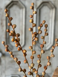 Shawl Buds Stem, Maize, 36"