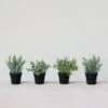 Potted Faux Herbs, 4 Style Options