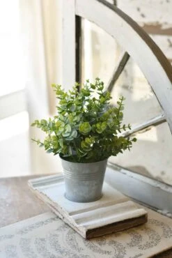 Potted Arboretum Eucalyptus, 10”